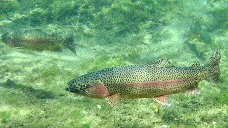 rainbow_trout.jpg